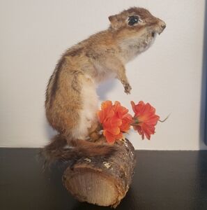 Chipmunk Taxidermy